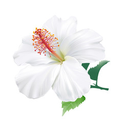Hibiscus.
Hand drawn vector illustration of a large white tropical flower on transparent background.
