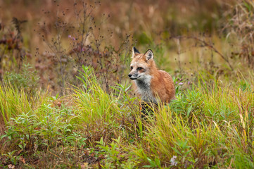 Red Fox (Vulpes vulpes) Stands in Weeds