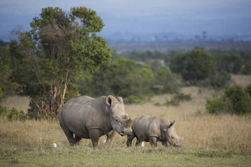 Nashorn mit Jungtier