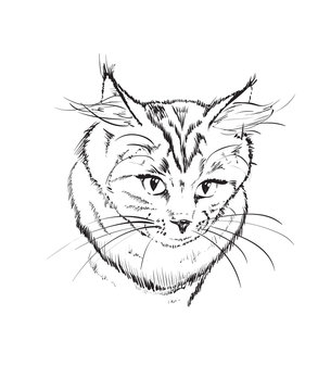 Vector sketch. Siberian forest cat on a white background.
