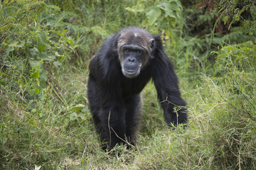 Obraz na płótnie Canvas Schimpanse geht durch den Busch