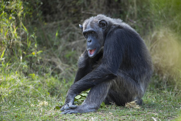 Schimpanse sitzt am Boden