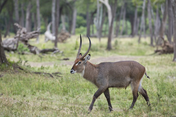 Wasserbock durchstreift den Buschwald