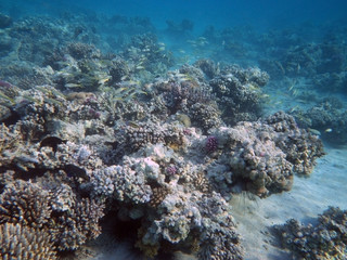 Naklejka na ściany i meble Sea urchins in corals