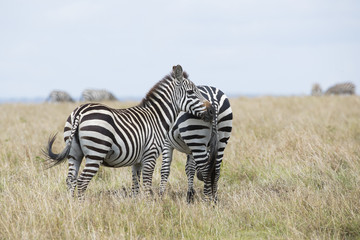 Fototapeta na wymiar Zebra mit Jungtier