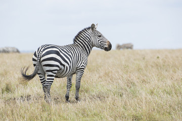 Fototapeta na wymiar Zebra in der Savanne
