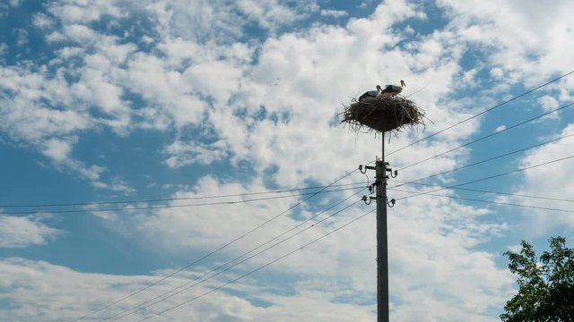 Storks Sitting in a Nest on a Pillar High Voltage Power Lines. Time Lapse. Stork and his chick are high above the earth in the nest. Three Storks live in nest on pillar.