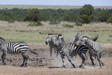 Fototapeta na wymiar Zebras beim Kaempfen