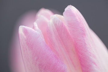 Fototapeta na wymiar Pink Tulip Close Up