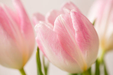 Close Up Macro of Pink and White Tulip