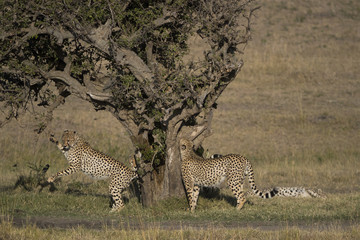 Fototapeta na wymiar Geparden markieren Territorium
