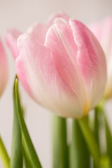 Single Pink and White Tulip Close Up