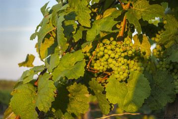 vine stock with bunch of grapes and blue sky and sun