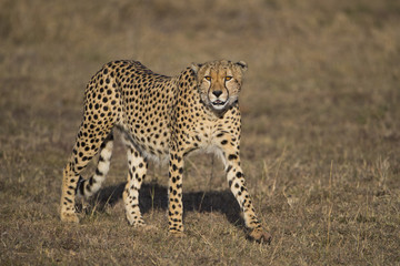 Fototapeta na wymiar Gepard streift durch die Savanne