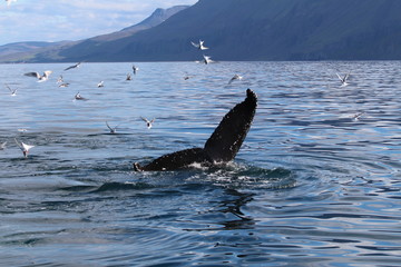 Fototapeta premium baleine