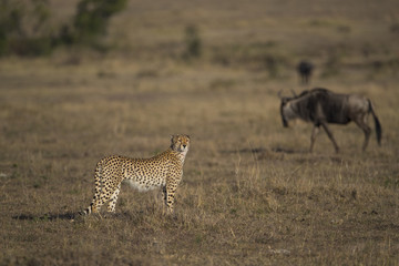 Gepard haelt nach Beute Ausschau