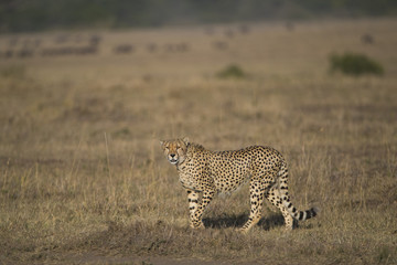 Gepard haelt nach Beute Ausschau