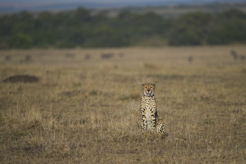 Gepard auf der Jagd 