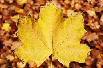 Naklejka na ściany i meble Autumn leaf leaves