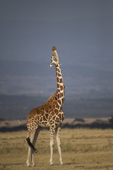 Giraffe verdreht ihren Hals