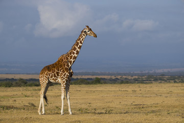 Giraffe in der Savanne