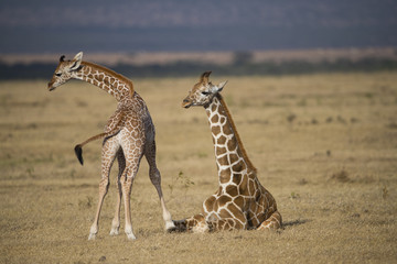 Giraffe mit ihrem Jungem
