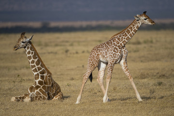 Naklejka na ściany i meble Giraffe mit ihrem Jungem