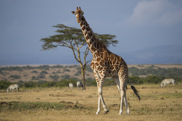 Giraffe in der Savanne