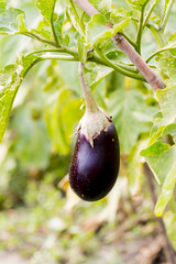 Growing the Organic eggplants (aubergine, or Solanum melongena). Fruit in the vegetable garden. Close-up.