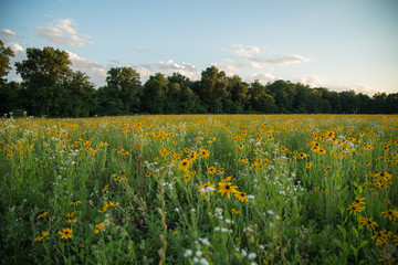 Wildflower fields at sunset.