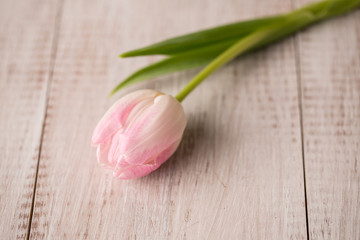 Pink and White Tulip on Old Wood Floor