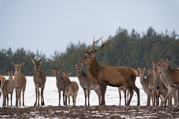 Naklejka na ściany i meble Young Female Deer Group And Adult Deer With Large Antlers Standing In Profile And Dedicated Depth Of Focus. Group Of Different-Aged Deer At Snow-Covered Winter Field Against A Forest Background.