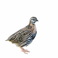 Fototapeta na wymiar Rain Quail or Coturnix coromandelica, beautiful bird isolated standing with white background.