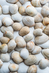 Collection of various clam shells in white and pastel portrait format