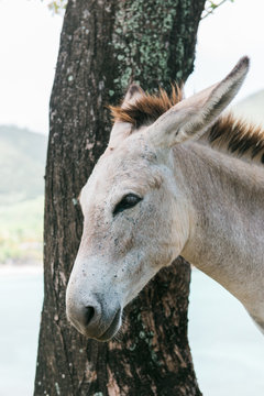 Wild donkey wanders the coast of St. John USVI