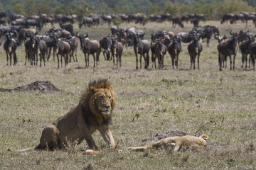 Loewen mit Gnuherde