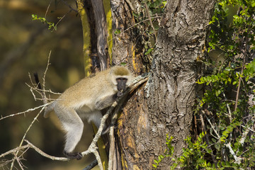 Meerkatze bei der Nahrungsaufnahme
