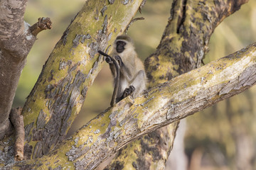 Meerkatze bei der Fellpflege