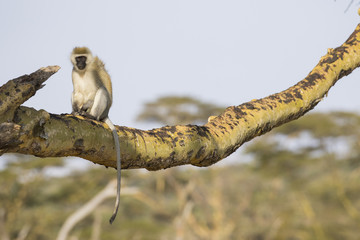 Meerkatze bei der Fellpflege