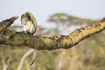 Meerkatze bei der Fellpflege