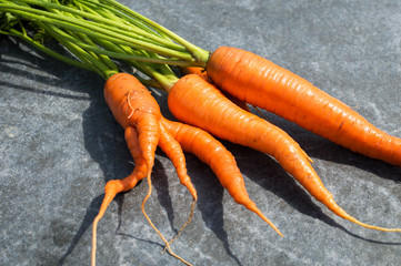 Fresh carrots