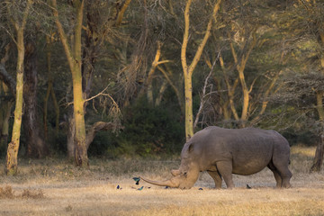 Nashorn bei der Nahrungsaufnahme