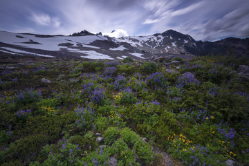 Mt. Baker Pacific North West Landscape Wildflowers Mountains