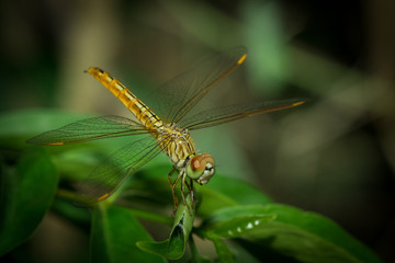 The dragonfly