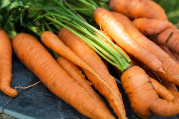 Fresh carrots