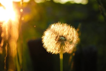 spring dandelion in backlight