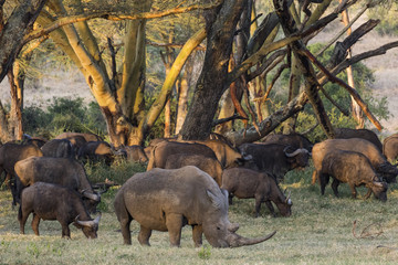 Nashorn mit Bueffelherde