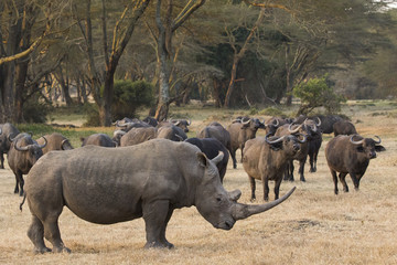 Fototapeta premium Nashorn mit Bueffelherde