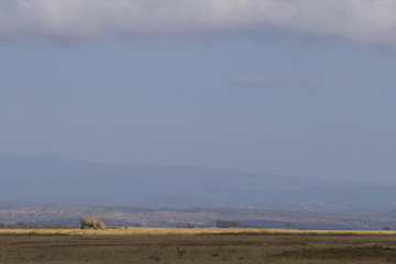Nashoerner bei der Nahrungsaufnahme