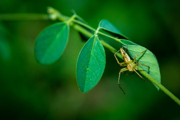 The little spider